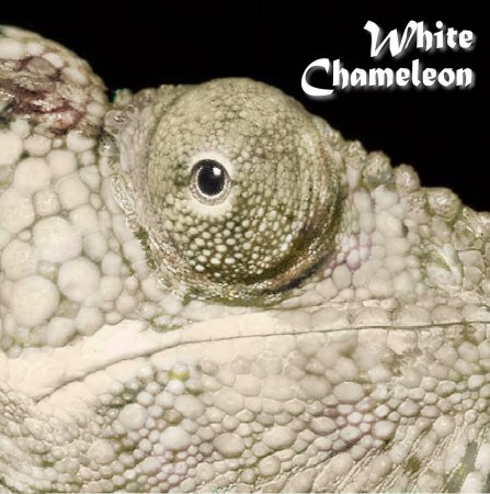White Chameleon - White Chameleon 2013